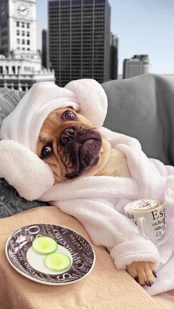 new pet luxury shop store online 87 393