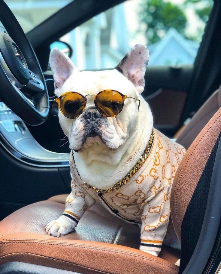 new pet luxury shop store online 87 938