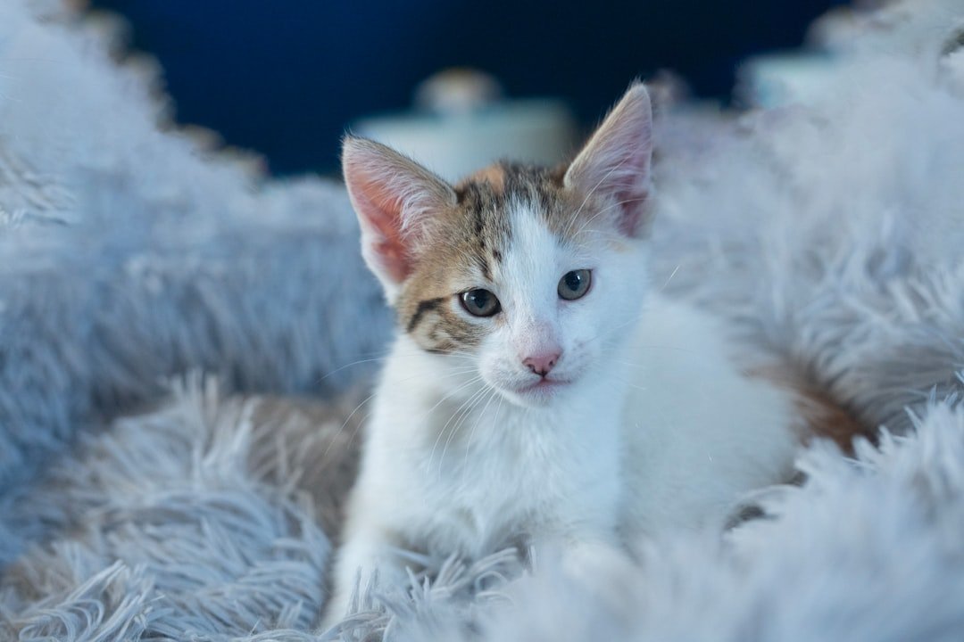 a-small-kitten-is-sitting-on-a-fluffy-blanket-bcyqcco0mq4