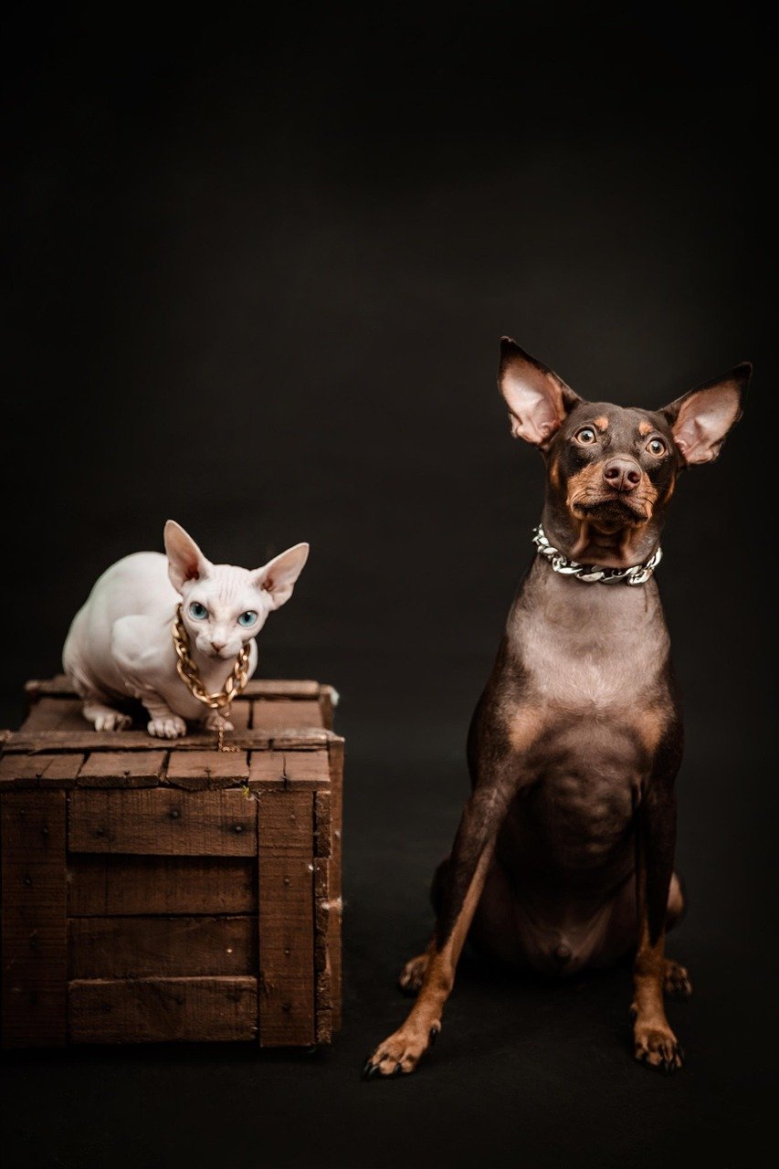 dog, cat, pet, sphinx cat, pinscher, mammal, animal, rich, nature, necklace, luxury, portrait