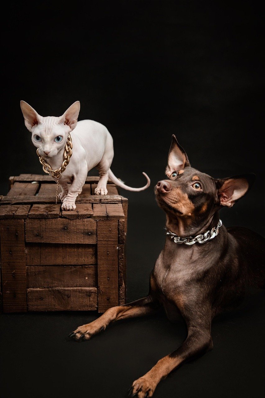 dog, cat, pet, sphinx cat, nature, pinscher, mammal, animal, rich, necklace, luxury, portrait