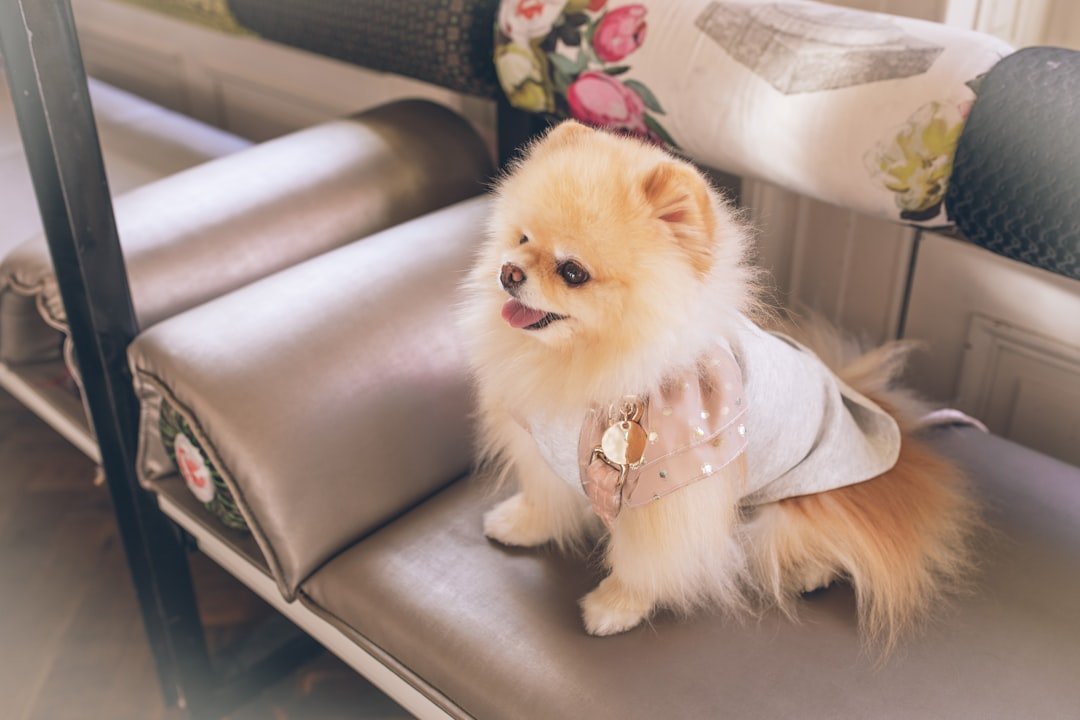 services-01 pomeranian dog wearing a dress in a cafe bar