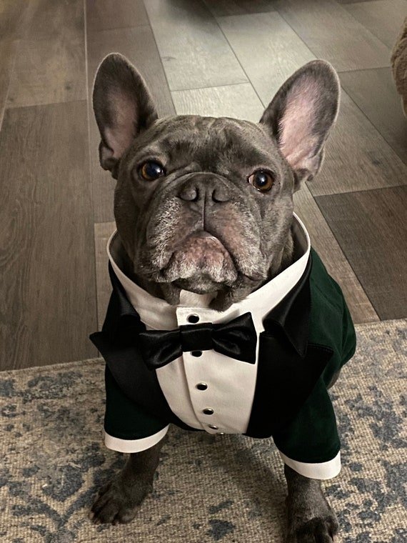 pet luxury netherlands eiri